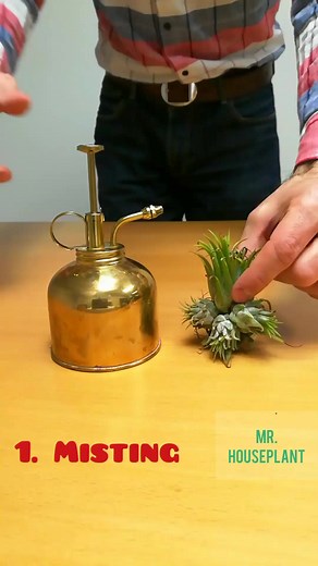 5.9K views · 71 reactions | How to water airplants ☺️ 3 ways to water...