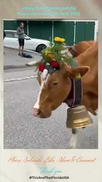 What Happens When Cows Take Over the Street?