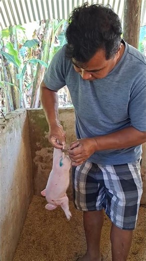 succesfully tail docking on piglet #easyfarming #backyardfarming