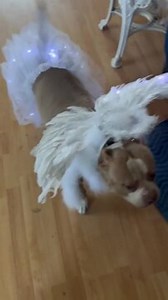 This adorable rescued dog loved her fairy costume.She happily wagged her tail and followed her owner around the house in her magnificent fairy attire. | Jukin Copyright Management