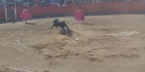 Animal rights activist badly shot by bull (Video,  18)