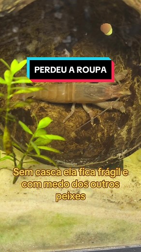 Os vídeos de Facilita Aquarismo 🐟 (@facilita_aquarismo) com Suspenseful and tense orchestra(1318015) - SoLaTiDo