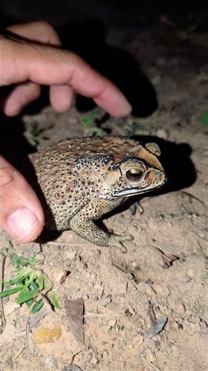 Catching Frog jump Fun, Fly Frog Funny, Frogs Colorful Funny