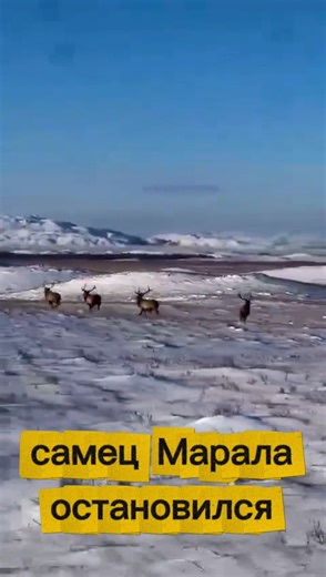 The male Maral guards his relatives.