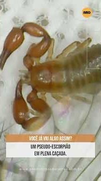 Pseudoscorpion 004
