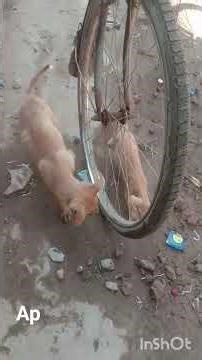 trending new 2026 cat and cute puppy best friend video #viralvideos #funniestvideo #eyecatchy #funny