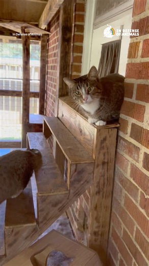 Meet some special cats saved by our Justice for Animals campaign, who now get to enjoy their own catio at our Senior Campaigner Doll Stanley’s home. Read more: https://bit.ly/3LZPcms Please share this post to maximize your impact, and consider making a donation to support our work for animals https://bit.ly/49N7fph Thank you. #Justice4Animals #cats #cat | In Defense of Animals