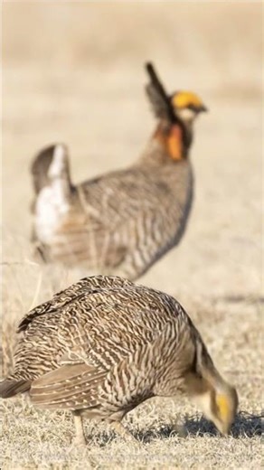 Megafires in the Great Plains are leading to significant habitat loss for Lesser Prairie Chickens