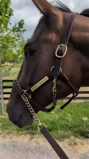 Paycasso and Caesar are used to a daily routine that includes hand walking or time on the hot