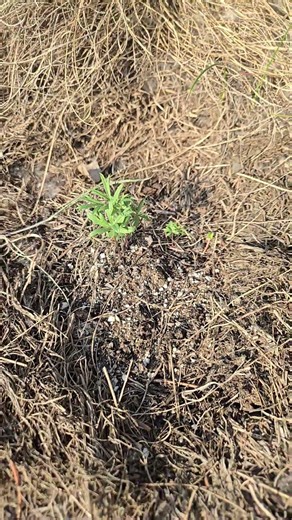 Location Comparison: Why is This Prairie Crocus Doing Better? 🌸 #nativeplants