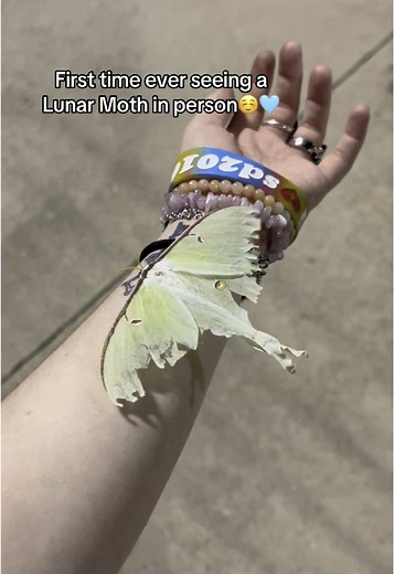 Lunar Moth Encounter: A Unique Experience