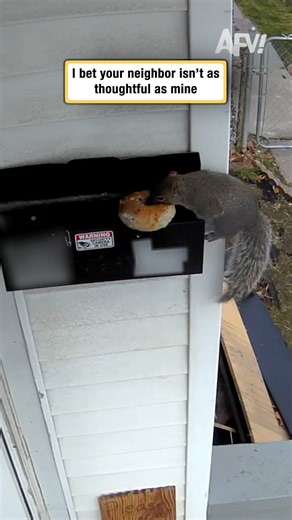 Just over there dropping bagels off 🥹🐿️ #afv #funnyvideos | America's Funniest Home Videos