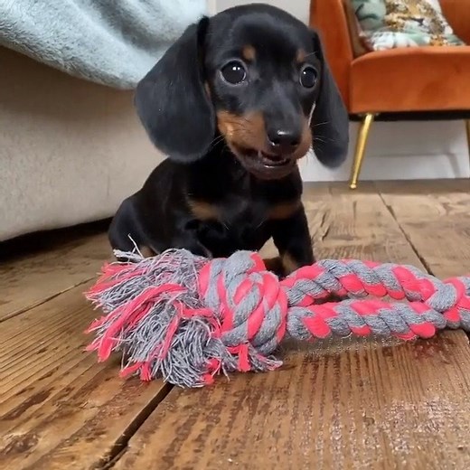 2.9K views · 42K reactions | Rope is life  Protect your Doxie's...