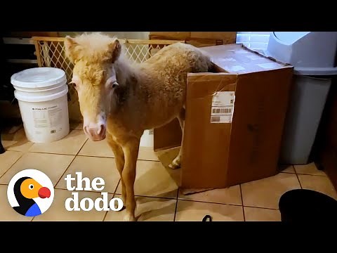 Baby Horse Grows Up In A House | The Dodo