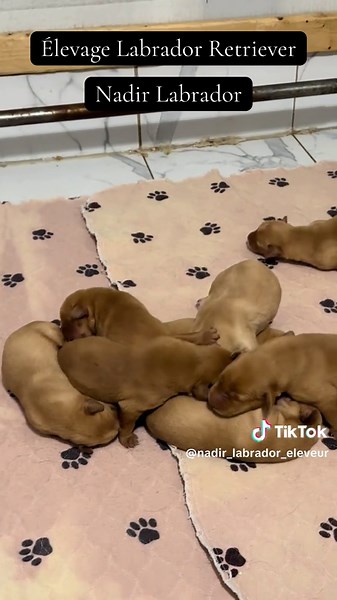 Adorables chiots Labrador jaunes Redfox de 5 jours