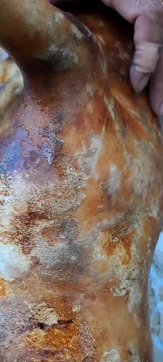 Whole Pig Cooking Preparation Tips