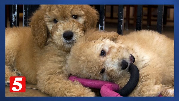 Beware of pet product scams: Clever tips to protect your pets and wallet