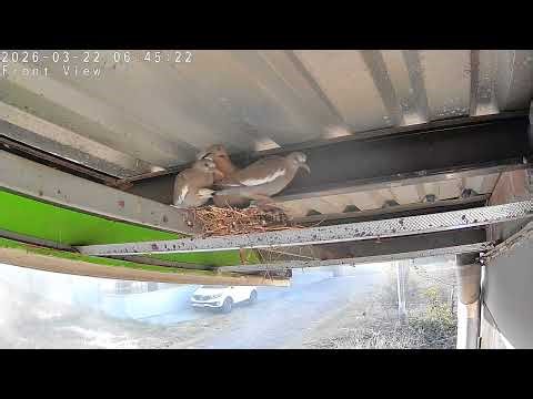 Chicks Taking Long To Fledge