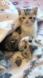 489K views · 4.3K reactions | I wanna snuggle with them❤️ | Animals United | Facebook