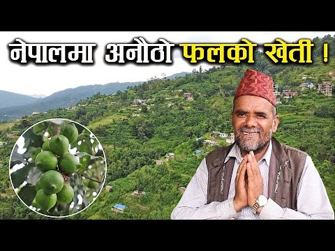 मेकाडेमिया नटको खेती गरिरहेका किसान - Macadamia Nuts farming in Nepal