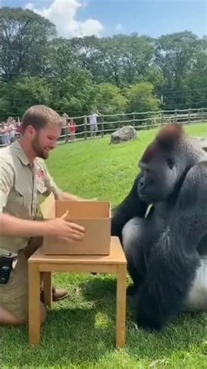 The Gorilla’s Magic Banana Prank 🍌😂 | Funniest Zoo Moment Ever!