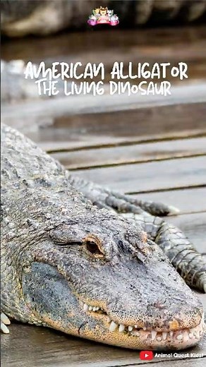 American Alligator – The Living Dinosaur #funfacts #wildlife