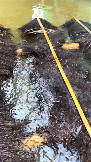 Pemijahan ikan mas #farming #fish