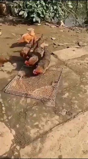 The Art of Bird Hunting: Techniques for the Perfect Catch#food #birdmaster #hunting #cooking #recipe