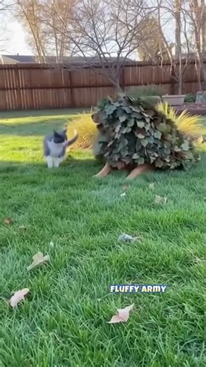 The Ultimate Hide and Seek Prank: Dog vs Cat 🤣 #viralpets