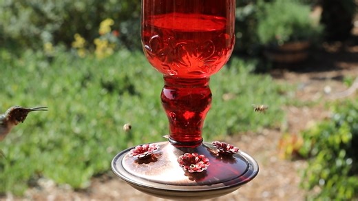 6.3K views · 145 reactions | Do you get a lot of bees around your hummingbird feeders? | I Love Hummingbirds | Facebook
