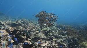 School pf paddletail snapper on a tropical coral reef in clear water of the pacific ocean around the islands of Tahiti