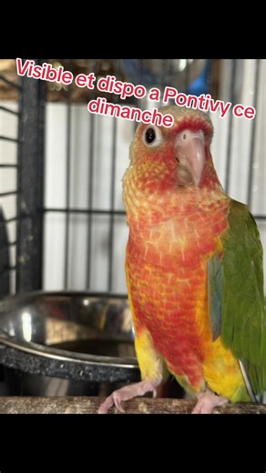 #conure #perroquet #perruche #eam
