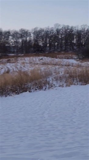 Here is a report from last evenings hunt at the 137.32 m/l Here is a video of the plot tonight. By the time we got out of the blind, there were 43 deer in the food plot. 18 of them were bucks. Couple good ones, but I was waiting on 1 specific 1 Here is a video of the plot tonight. By the time we got out of the blind, there were 43 deer in the food plot. 18 of them were bucks. Couple good ones, but I was waiting on 1 specific 1 https://wpgo.me/0e58eb The opportunity to own this farm with great hu