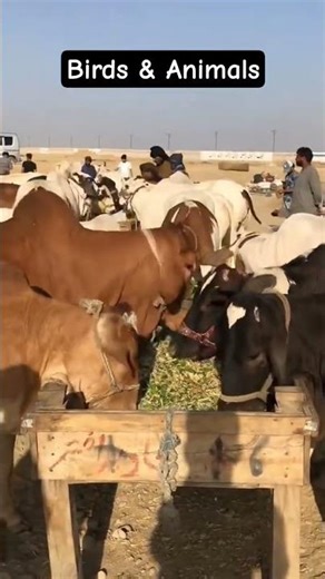 Mandi Scenes 🐂 | Birds & Animals| #shorts #viral #trending