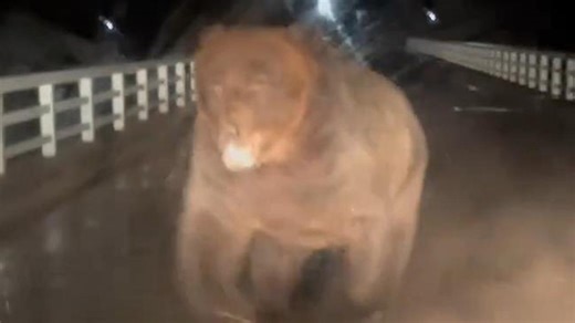 Japanese bear attack survivor calls for tougher response