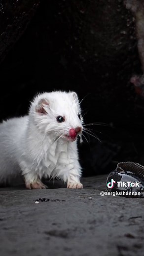 Ermine showing off its impressive catch! These ermines, also known as short-tailed weasels, are highly adaptable mustelids capable of bringing down animals as large as snowshoe hares ten times their size. This particular subspecies of ermine is a skilled fisher, able to sustain a healthy diet by rummaging through the tide pools in coastal Alaska and catching small fish and crustaceans. #alaska #ermine #weasel