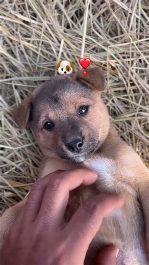 dogs my love you 🐕💗 #doglife