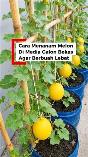 How to Grow Melons in Used Water Gallons for a Bumper Harvest #Gardening #minigarden #melon