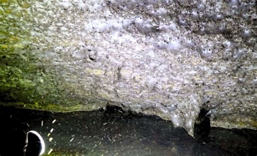 Scientists Uncover the World’s Largest Spider Web in Cave: 111,000 Coexisting Predators Found in Toxic Underground System