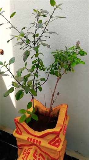 తులసి ప్రతి ఇంట్లో వుండాలి #garikapati #pravachanalu #viral #milkyworld