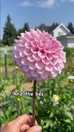 Would you believe these tiny sprouts will grow into stunning dahlias?! 🤯