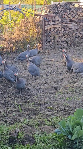 Marian Botila on Reels