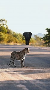 1.7M views · 33K reactions | Watch this most incredible moment between leopard and elephant on safari in Kruger National Park #leopard #elephant #krugersafari | All Out Safaris | Facebook