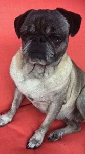 She’s ready!! | THE PUG QUEEN