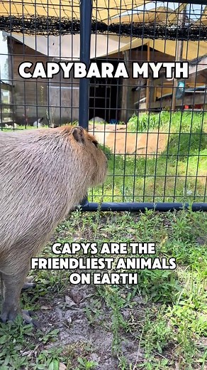Capybara Behavior Explained – Territorial Instincts, Social Hierarchies & Misconceptions!