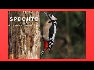 alle SPECHTE Deutschlands bestimmen - AUSSEHEN UND RUF