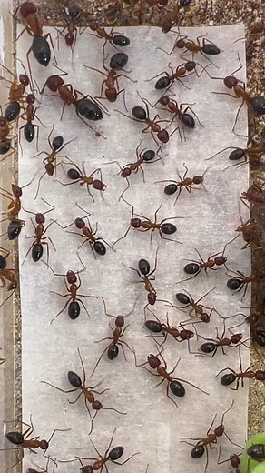 Ant Photography: Capturing the Wild World of Ants