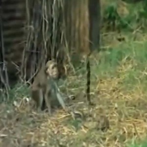 108K views · 924 reactions | The battle between monkeys and snakes Join us to get more information: Amazing Animals | Animals Kingdom | Facebook