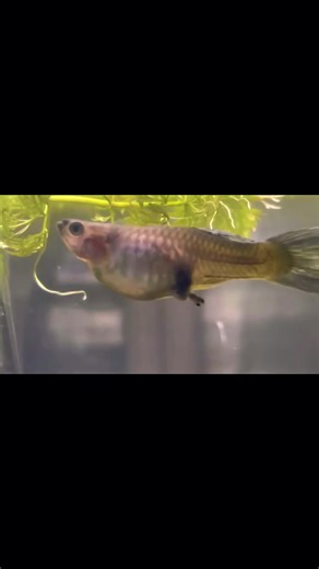 Breeding Guppies: A Guide to Guppy Birthing