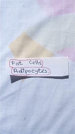 Fat #cell adipocytes #knowledge #learn